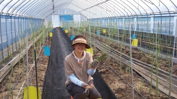 강원더몰,[라이브특가] 원주 치악산 아스파라거스 소 1kg